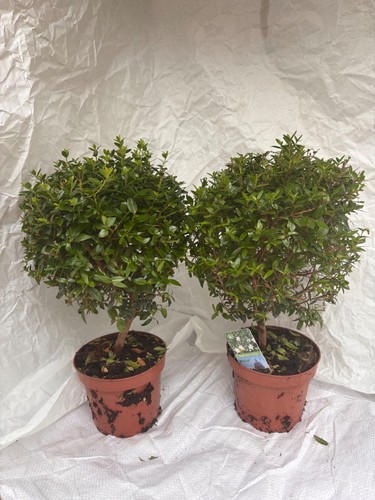Mini standard myrtle myrtus - 2x,
