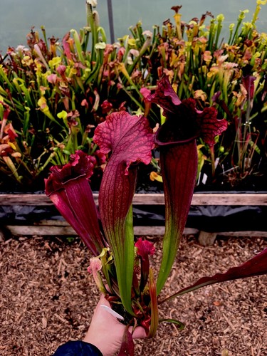 Sarracenia leucophylla true - sarracenia, x