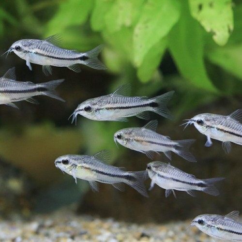 Pigmy corydoras freshwater - corydoras,