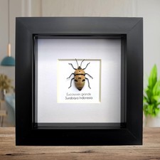 Framed giant shield bug
