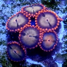 WYSIWYG 6 Polyps Red & Blue