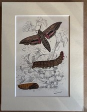 Vine Hawk Moth Hippotion