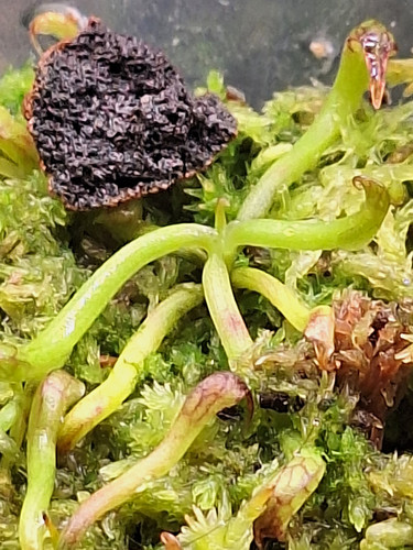 Darlingtonia californica