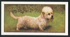 DANDIE DINMONT TERRIER 1961 BARBERS TEA COLLECTABLE DOG TRADE CARD #9