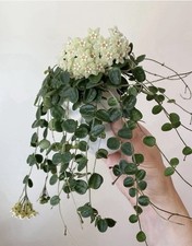 Hoya Serpens Fresh Cutting