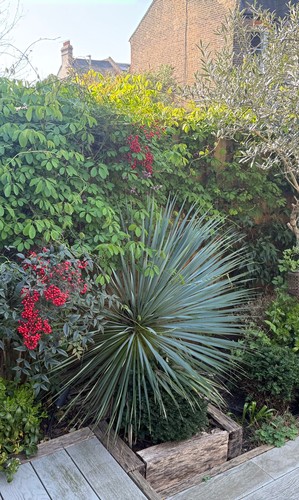 Large mature yucca rostrata - ,