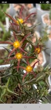 Orbea laikipensis, no Huernia