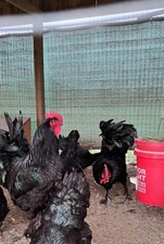 6 Croad Langshan Hatching Eggs