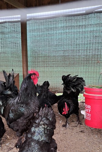 Croad langshan hatching eggs - hatching,