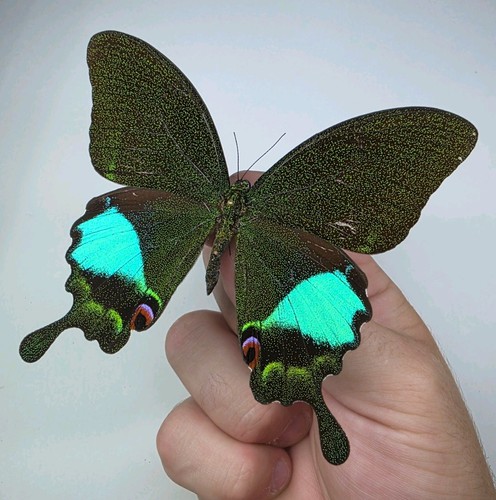 Papilio karna set specimen - karna, a-