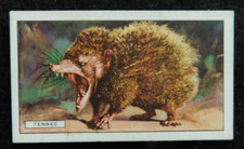 Tenrec - Original Gallaher Wild Animals Series Cigarette Card Issued 1937 vgc