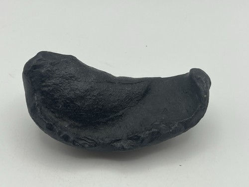 Whale ear bone from south - bone,