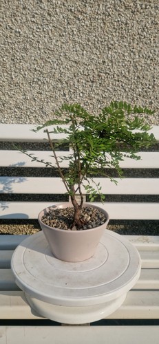 Lonicera semi bonsai - lonicera,