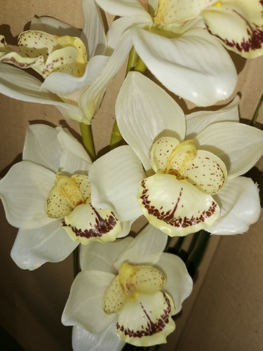 Real touch cymbidium - x,
