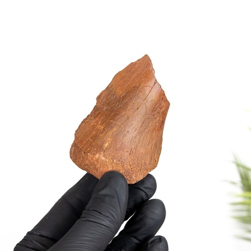 Rough dinosaur bone - bone, fragment