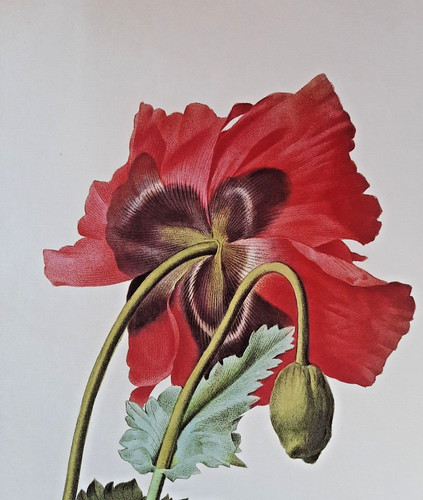 Pierre joseph redoute - pierre,
