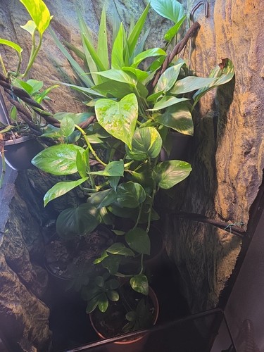 Golden pothos devil ivy - devil's,