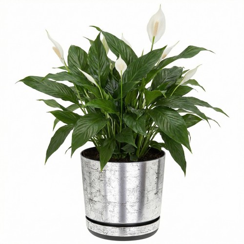 Plant pots flower - pots, planter