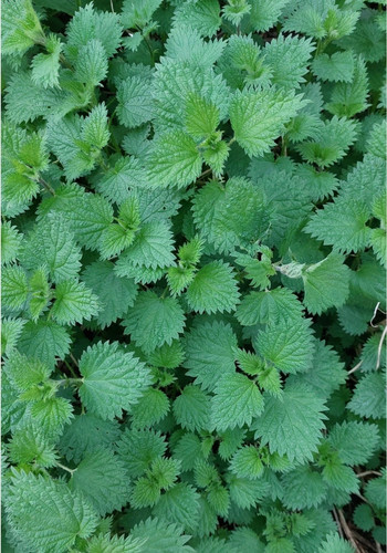 Fresh wild stinging - fresh,