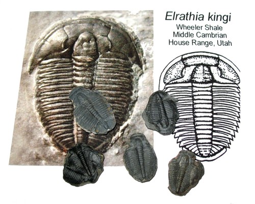 Cambrian elrathia kingi - cambrian,