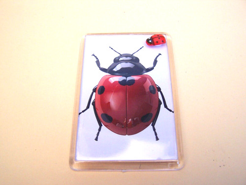 Lovely ladybird with - a, 3d