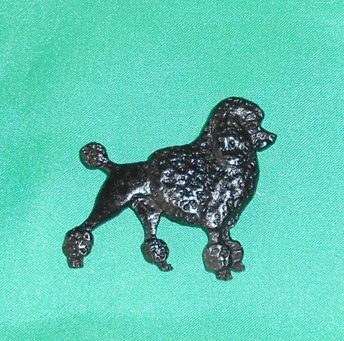 Black poodle show dog breed - poodle,