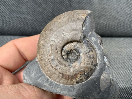 Harpoceras falciferum jurassic - falciferum,