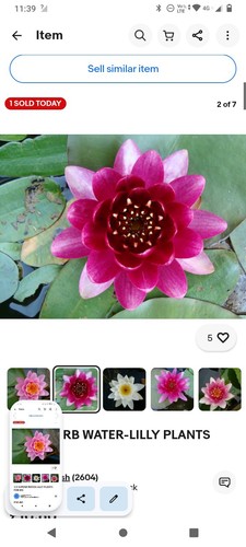 Super waterlilies for - 3,