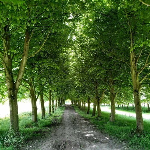 Small leaved lime tilia - small-leaved, /