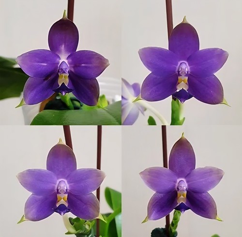 Phalaenopsis violacea indigo - phalaenopsis,