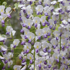 Wisteria floribunda Multijuga