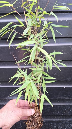 Black pearl bamboo - black,