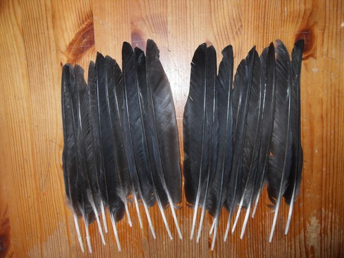 Crow quill wing - ,