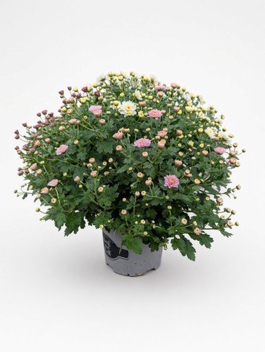 Mixed chrysanthemum plant 3 - chrysanthemum,