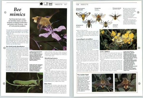 Bee mimics insects - bee,