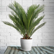Sago Palm Large Indoor House Plant Real Evergreen Tall Big Exotic Rare Plants