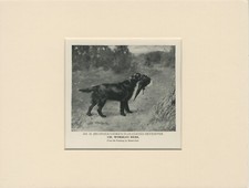 FLAT COATED RETRIEVER & BIRD OLD ANTIQUE 1910 NAMED DOG PRINT READY MOUNTED