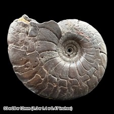Gonioclymenia Goniatite Fossil