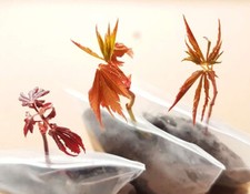 Bonsai Starter 3 Different