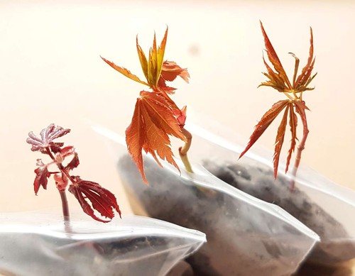 Bonsai starter different - 3,