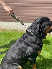 Traffic Lead | Dog Training