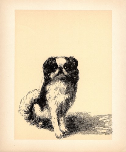 Vintage japanese chin print - japanese,