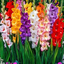 Gladioli 50 Mixed Bulbs Hardy