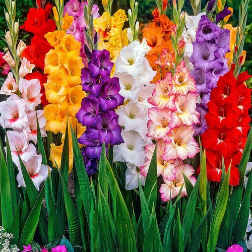 100 mixed gladioli - 100, bulbs