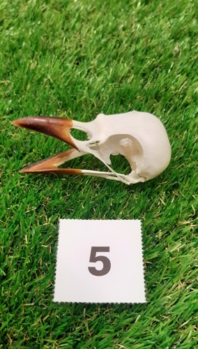 British magpie skull - skull, 5
