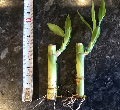 Small lucky bamboo stems - bamboo,