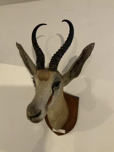 Antique springbok taxidermy - springbok,