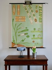 VINTAGE | SCHOOL WALL MAP