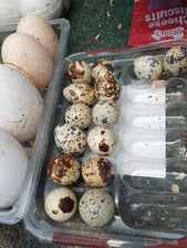 Cortnix Quail Eggs X12 Fresh