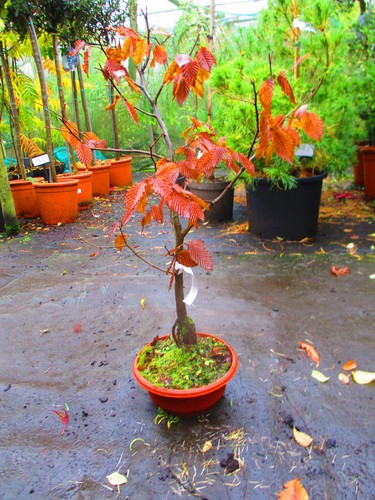 28inch inc pot - inc.,